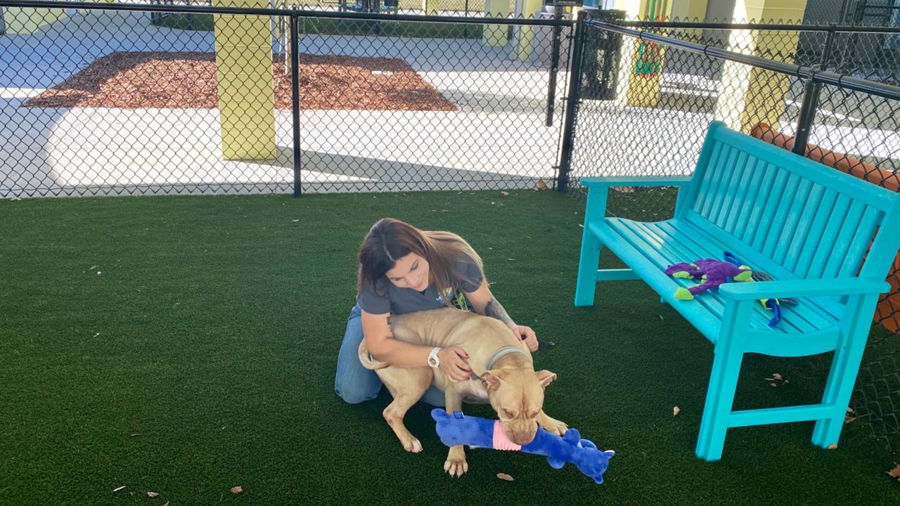 Rocky spends some fun time with animal care technician Cheyenne Hall in an area that allows visitors to get acquainted with dogs at Lake County’s new animal shelter. (Pete Reinwald, Spectrum News)