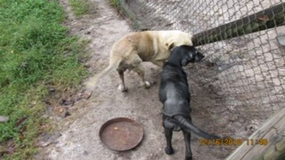 The Hernando County Sheriff's Office Animal Enforcement Officers seized over a dozen dogs from a Brooksville kennel on Friday. (Hernando County Sheriff's Office)