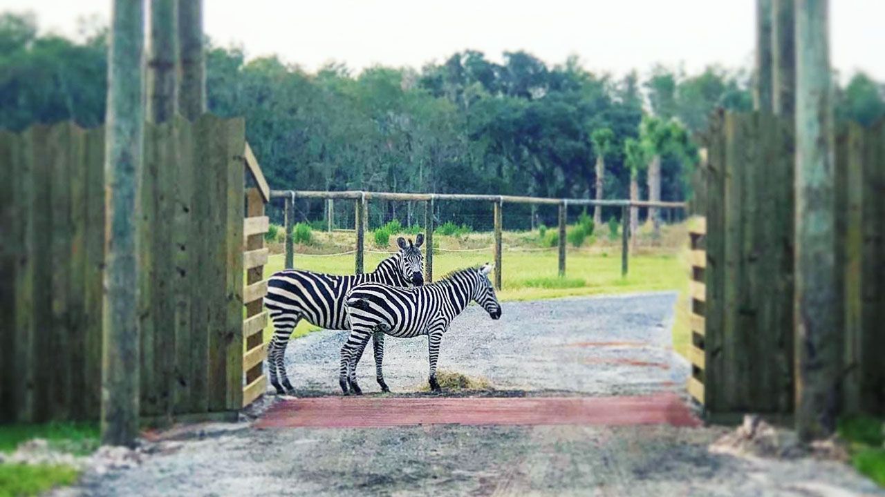 Wild Florida's Drive-thru Safari Park is still open for business amid numerous coronavirus closures. (Courtesy of Wild Florida)