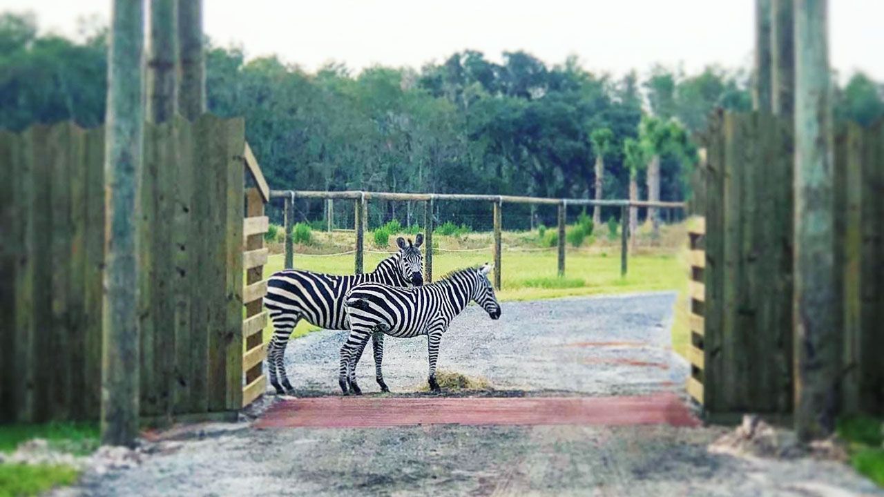 Drive Thru Safari Park Opens At Wild Florida