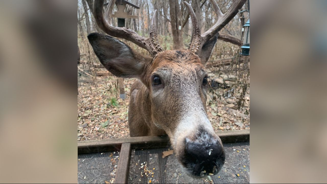 Neighborhood Deer Complaints