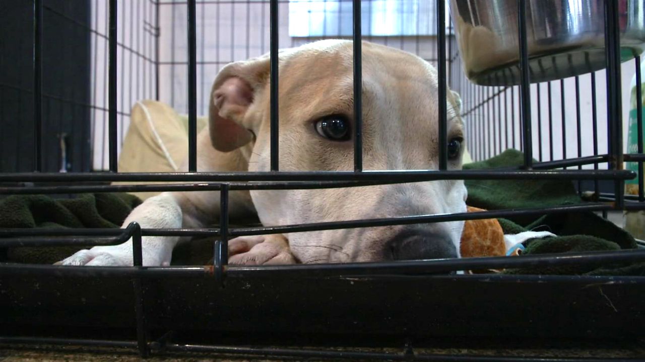 A dog in a crate. (Spectrum News File)