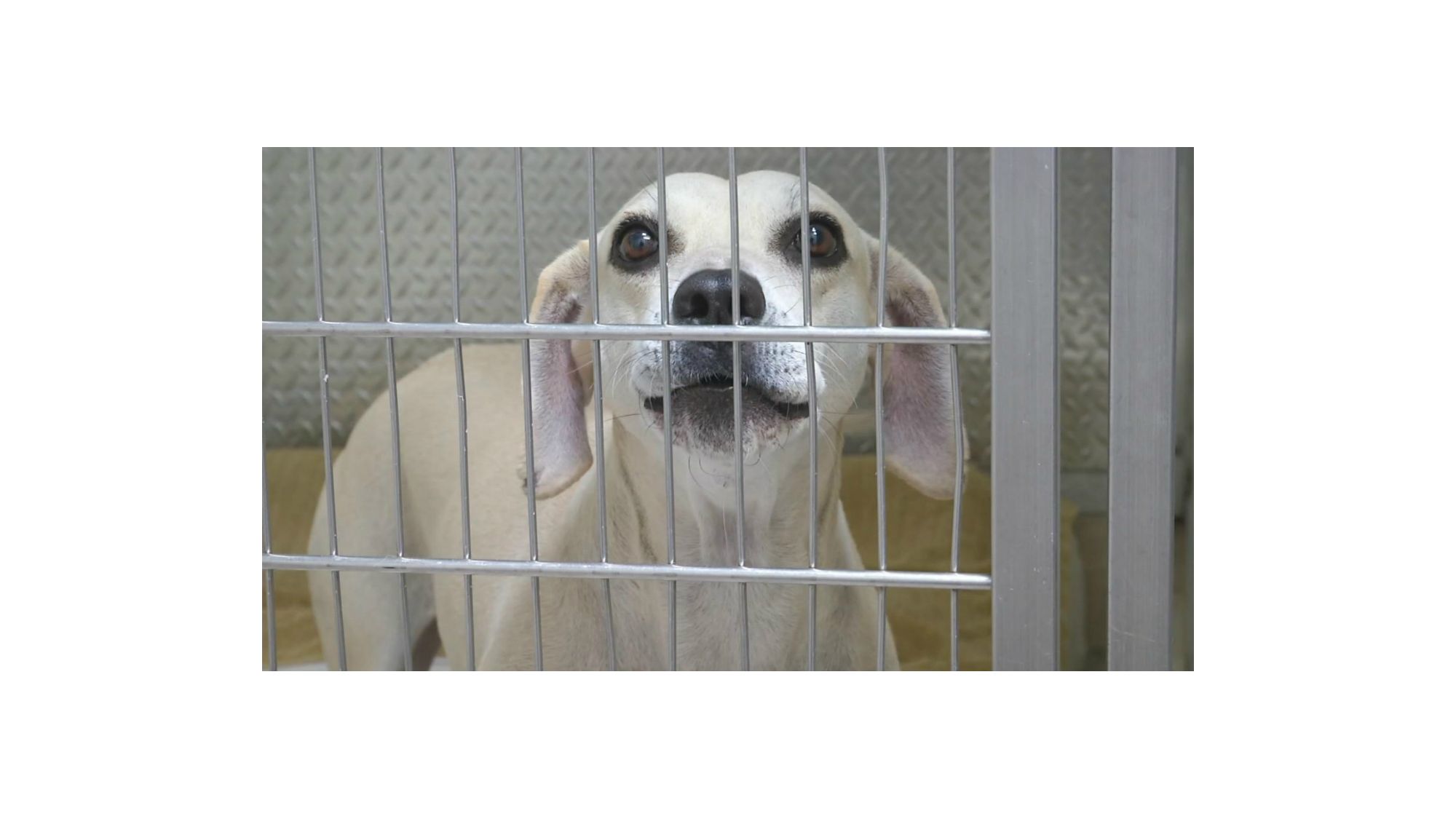 Pet Rescue Owner Don T Give Animals As Holiday Gifts