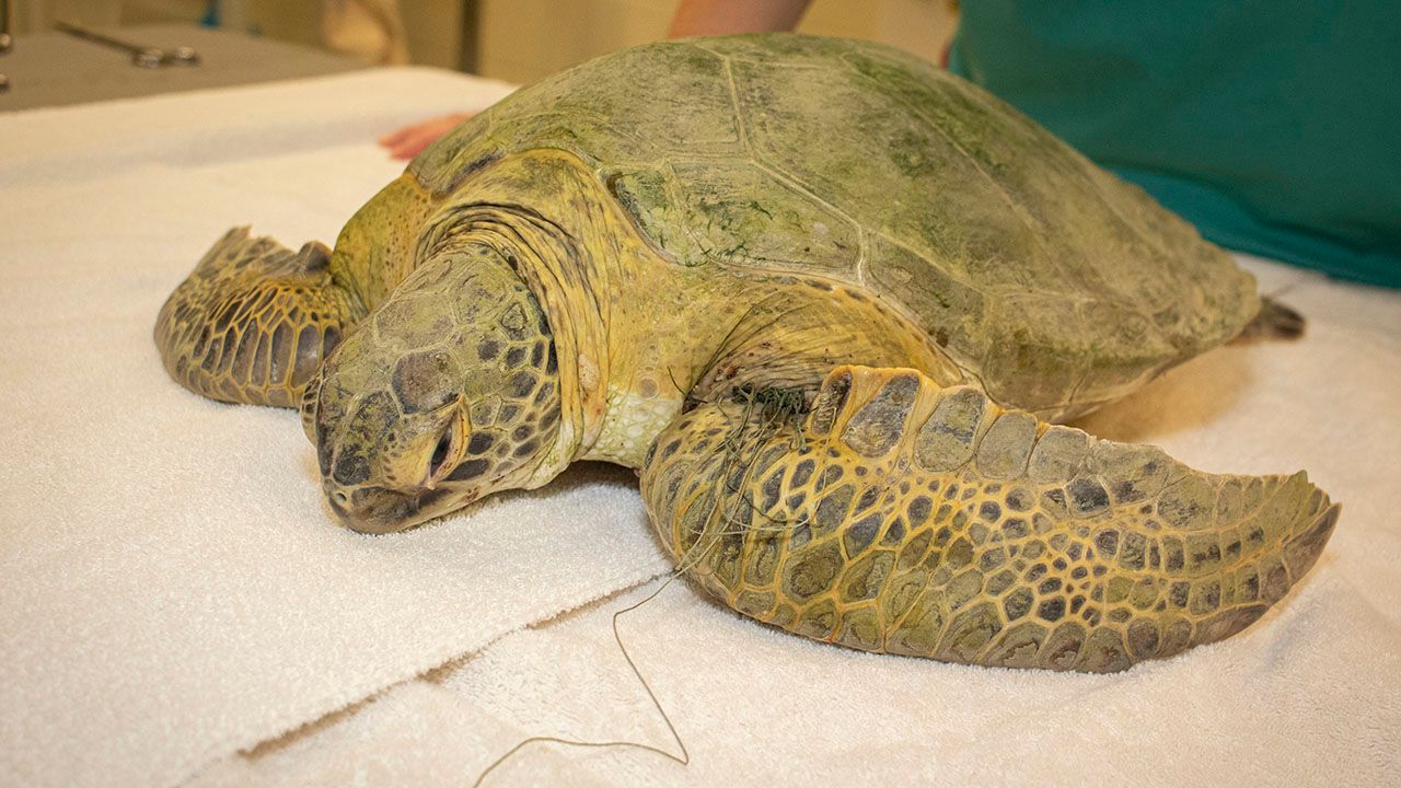 The Brevard Zoo is treating a young green sea turtle that was found tangled in fishing line. (Courtesy of Brevard Zoo)