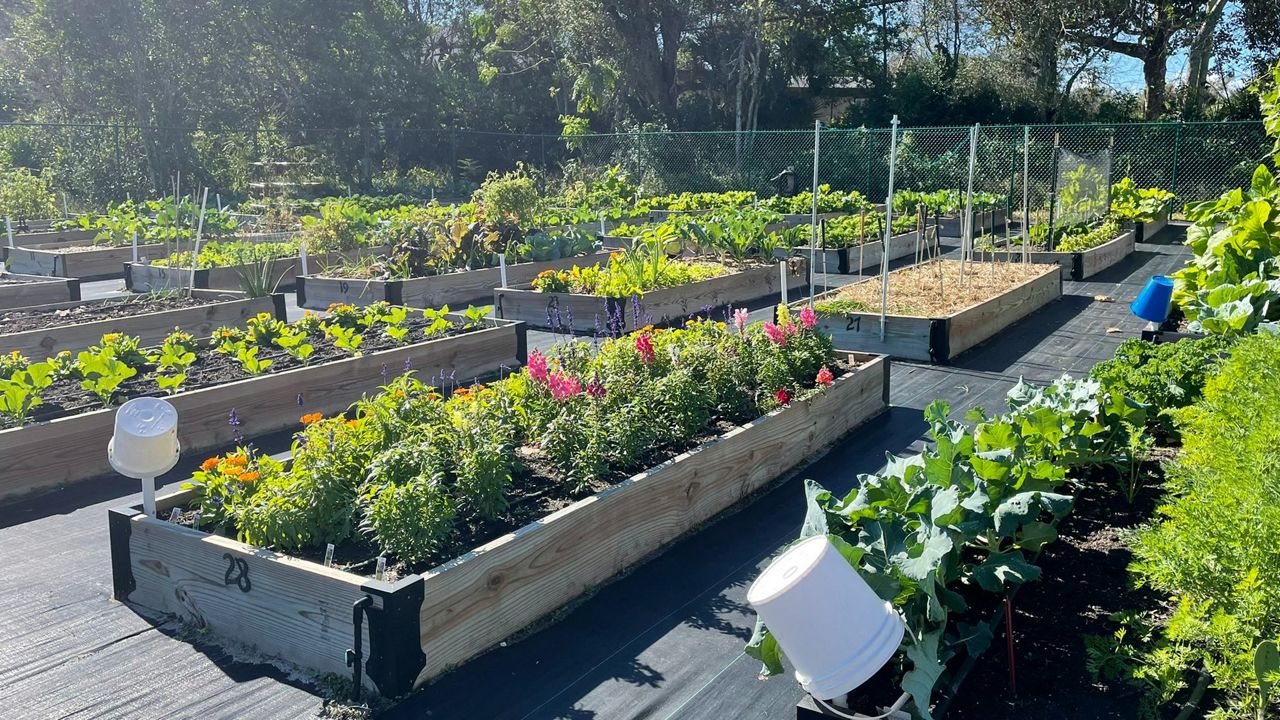 Community Garden to Expand Access to Healthy Food