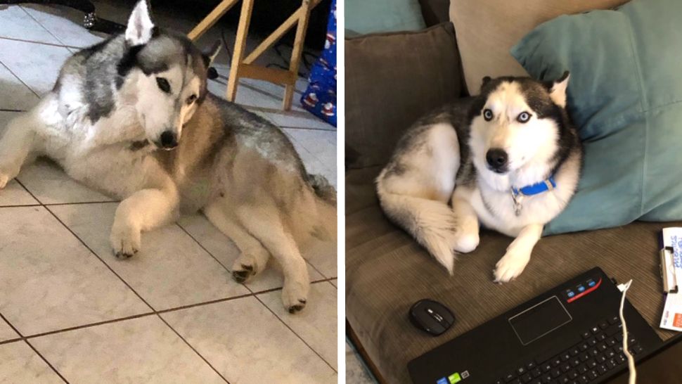 Koda (left) and Drift got out of the backyard of a home in the Meadow Woods community of Orange County just after Christmas. Soon after, they said they received a text from someone asking for a ransom for their return. (Courtesy of family)