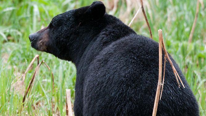 File photo of a black bear