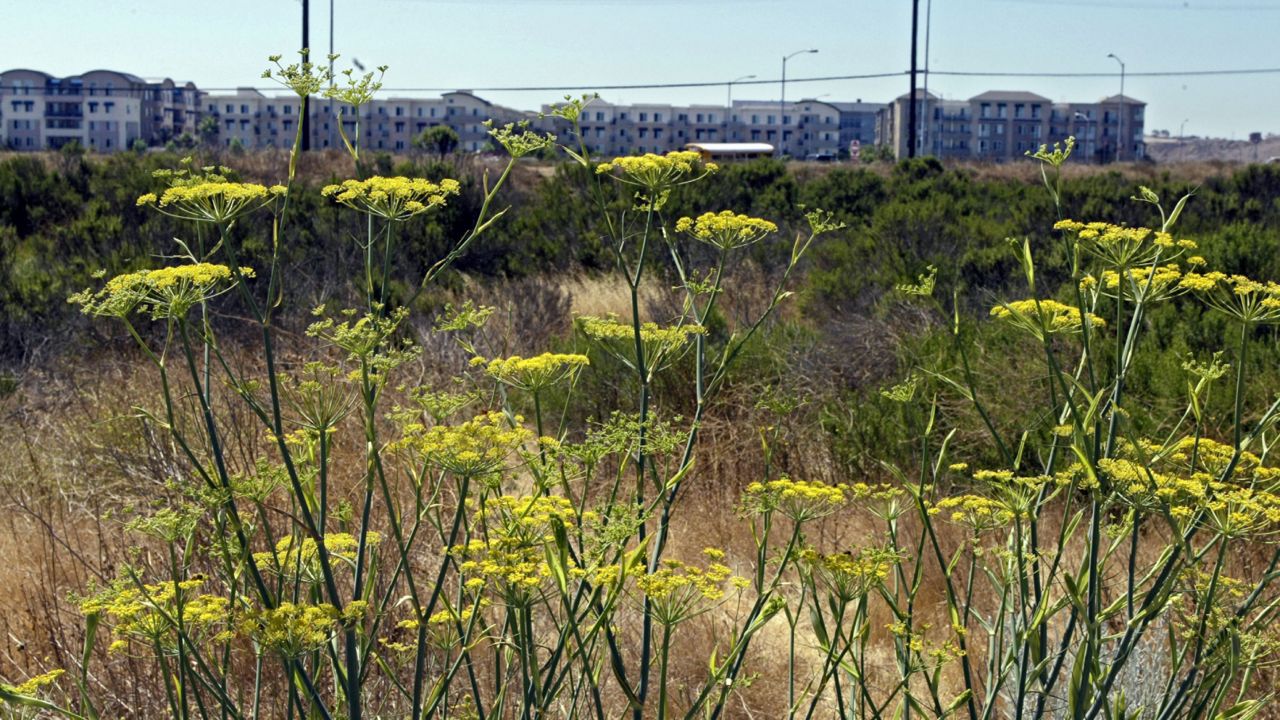 Apartment buildings are seen in the background, as Californian native Fennel blooms in the Ballona Wetlands in the Marina del Rey area of Los Angeles. (AP Photo/Damian Dovarganes)