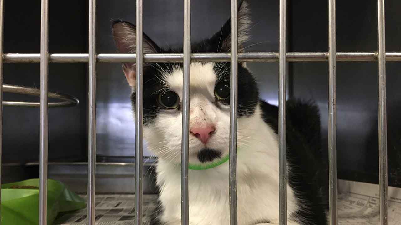Booker the cat at Pinellas County Animal Services (Sarah Blazonis/Spectrum Bay News 9)
