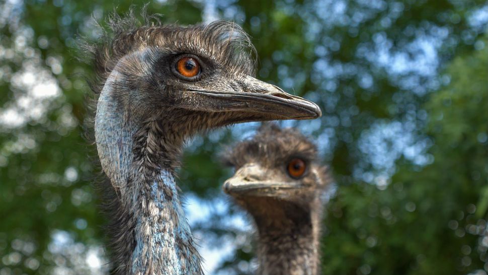 FILE photo of emus. (Pixabay)