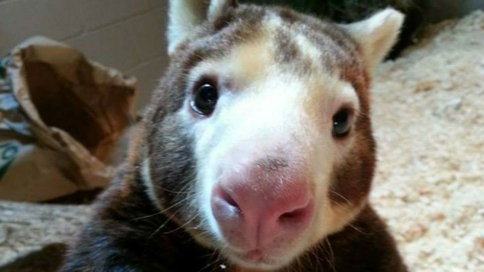 Paul the tree kangaroo