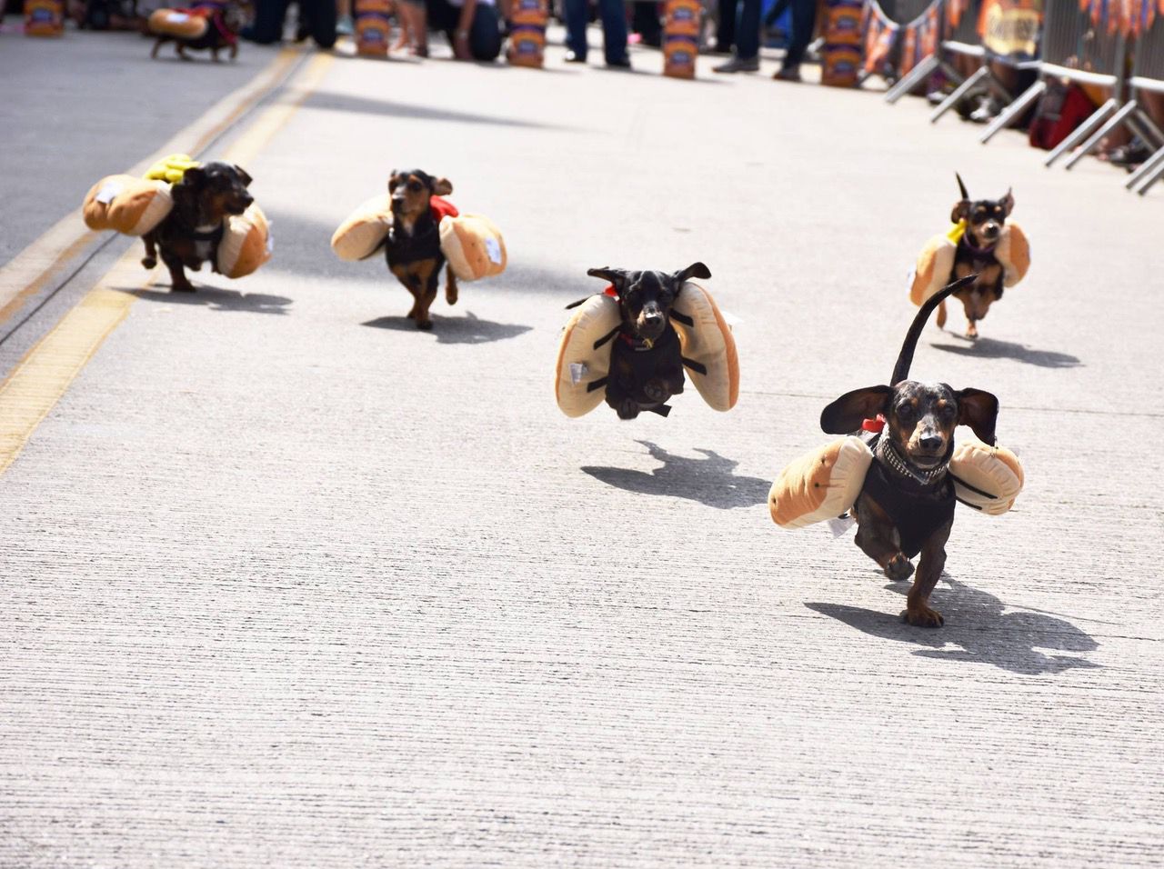 Running of the Wieners at Oktoberfest Zinzinnati (Casey Weldon | Spectrum News 1)