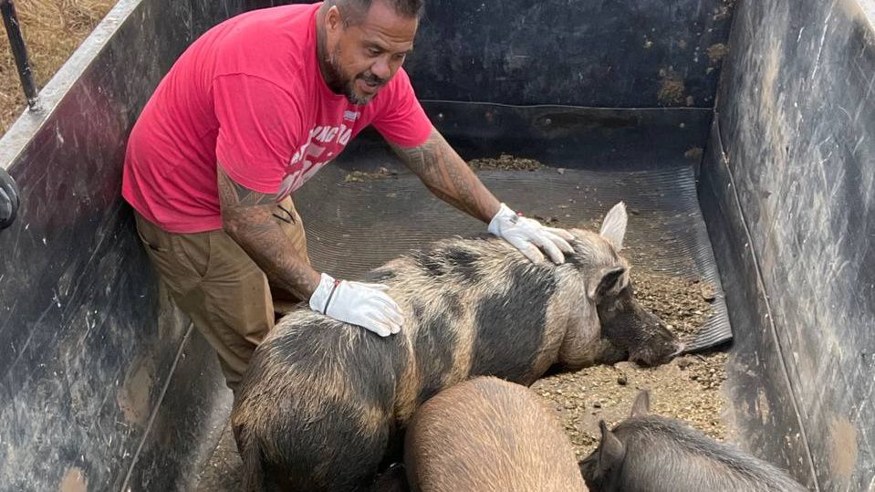 The pigs who survived the Lahaina fire were rescued by volunteers. (Photo courtesy of Hawaii Animal Kuleana Alliance)