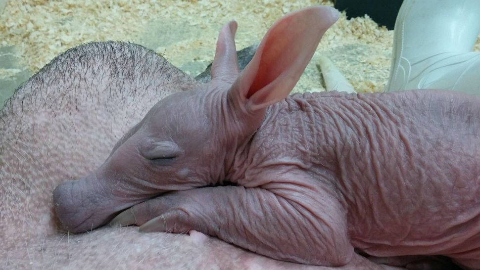 Baby Winsol was born at the Cincinnati Zoo on Dec. 21, 2017. (Photo Courtesy: Cincinnati Zoo & Botcanical Garden Facebook Page)