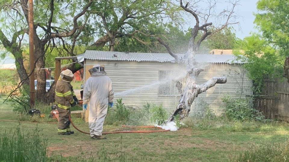 This April 26, 2021, photo provided by the Breckenridge Fire Department in Breckenridge, Texas, shows BFD firefighter, Chad Skiles and beekeeper Joey Venekamp use foam to destroy a bee hive filled with an aggressive swarm of bees outside the home of Thomas Hicks, in Breckridge, Texas. (Calvin Chaney/Breckenridge Fire Department via AP)