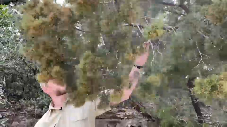 Central Texans dealing with severe cedar fever