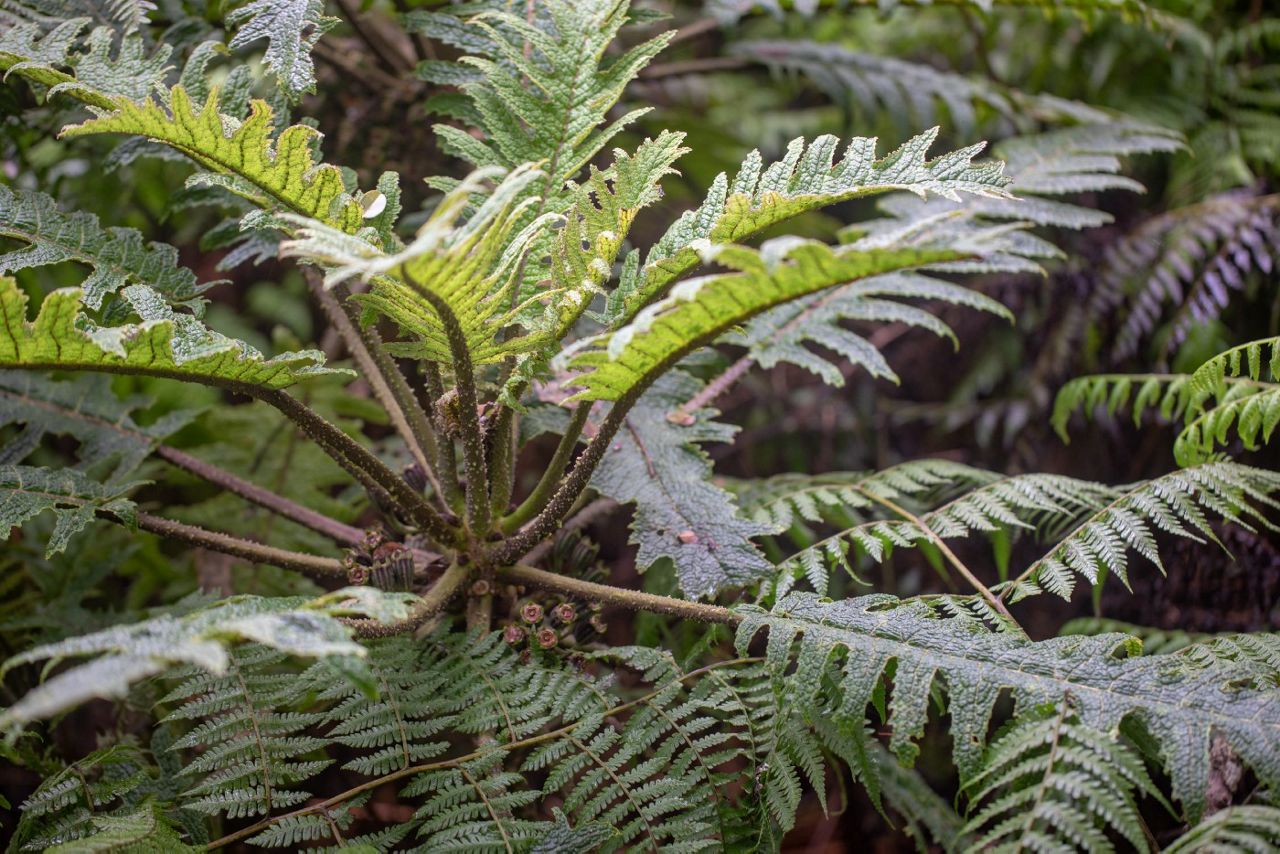 Hāhā, Cyanea horrida, an endemic and endangered plant. (Photo Gregory Koob/USFWS)