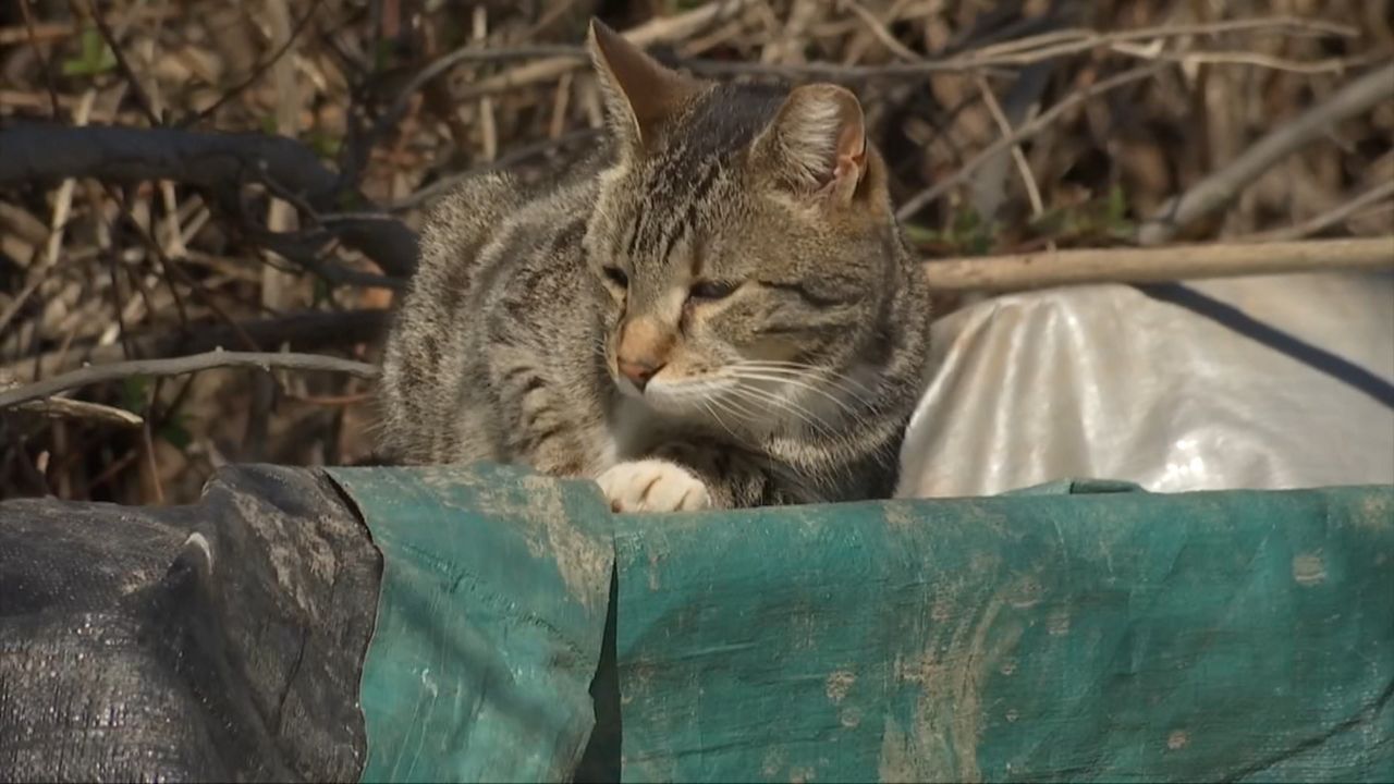 How to Clear 500,000 Feral Cats From New York's Streets - The New