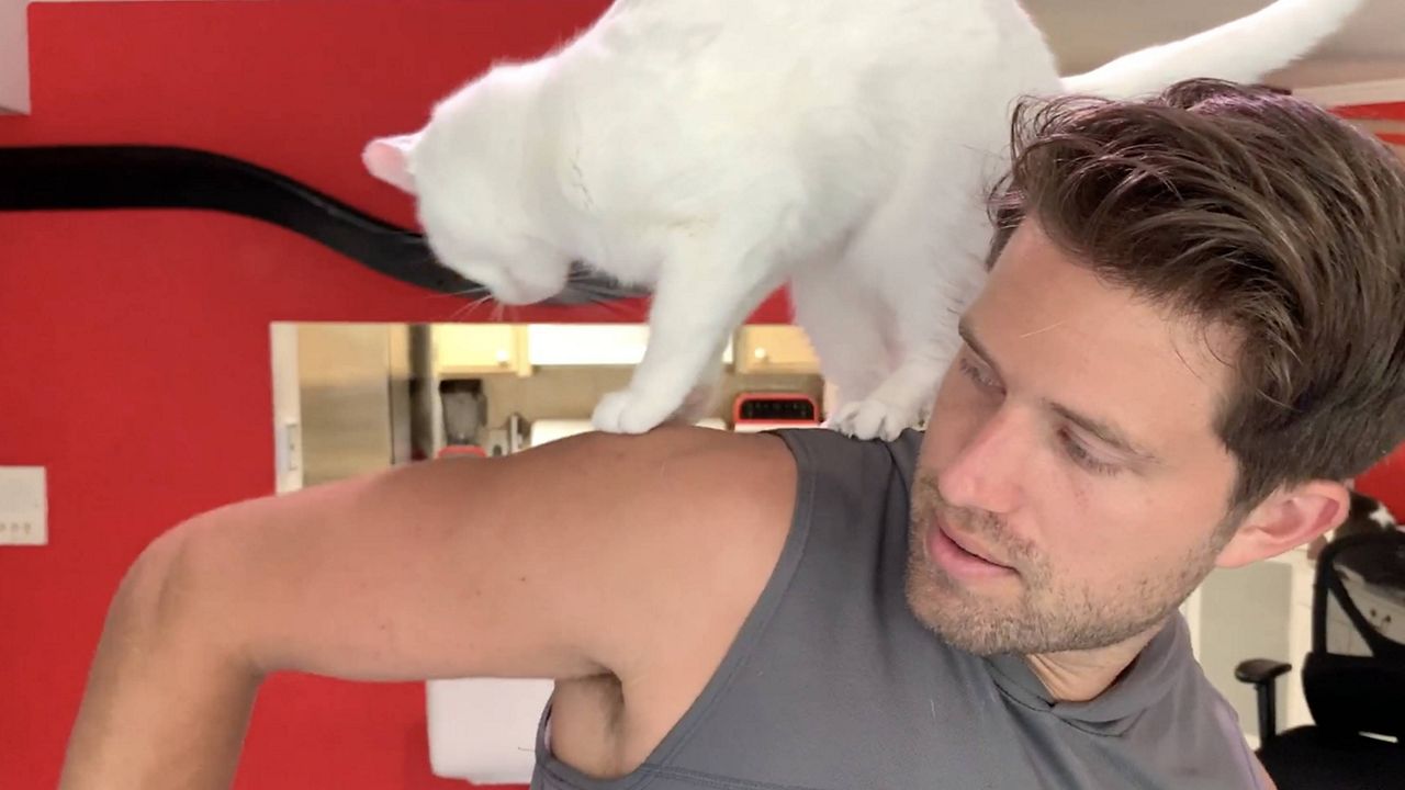 New Dating App For Cat Lovers Helps Find Purrfect Match