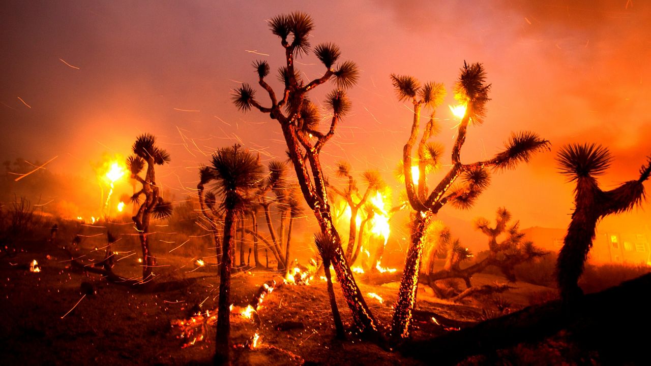 The wind whips embers from the Joshua trees burned by the Bobcat Fire in Juniper Hills, Calif., Friday, Sept. 18, 2020. (AP Photo/Ringo H.W. Chiu)