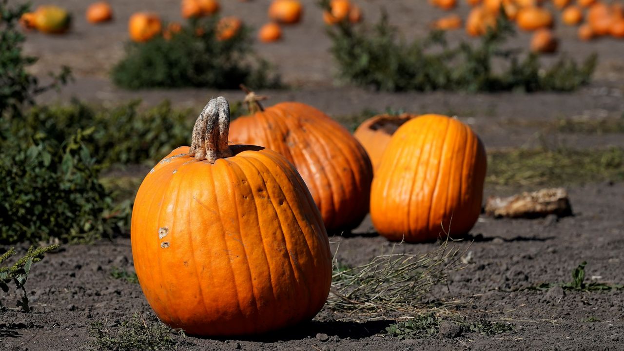Pumpkins are shown at Bob's Pumpkin Patch in Half Moon Bay. Ten California counties were cleared to ease coronavirus restrictions Tuesday, including some in the Central Valley that saw major case spikes over the summer, but the state's top health official warned that upcoming Halloween celebrations pose a risk for renewed spread. (AP Photo/Jeff Chiu)