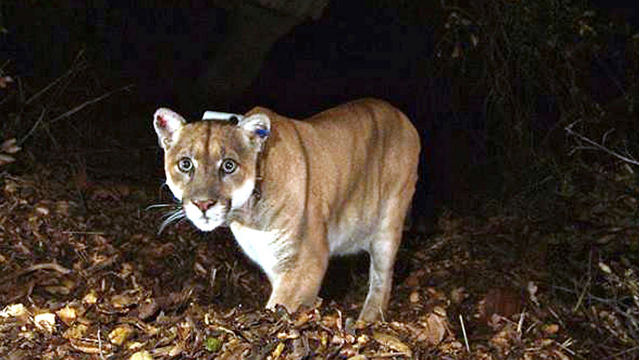 This November 2014 file photo provided by the U.S. National Park Service shows a mountain lion known as P-22, photographed in the Griffith Park area near downtown Los Angeles. (National Park Service, via AP, File)