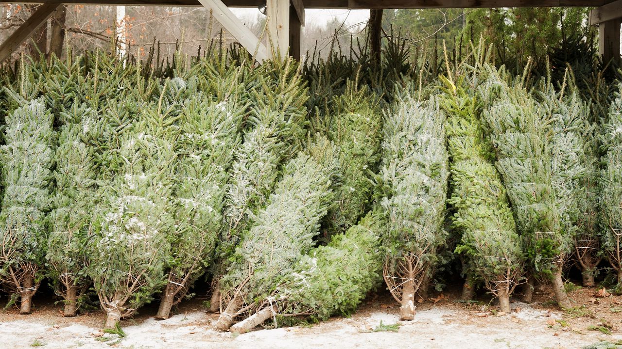 December can bring great weather for Christmas tree shopping