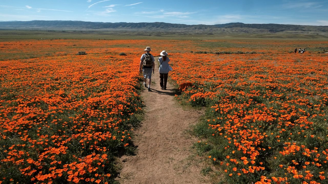 In this March 19, 2017, photo, visitors walk among the poppy bloom at Antelope Valley California Poppy Reserve in Lancaster. This year will look a little different. (AP Photo/Richard Vogel)