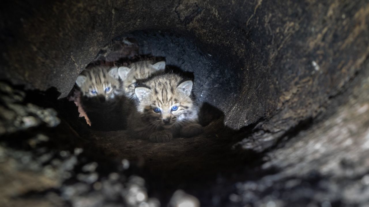 Biologists found a mother and three kittens in an unusual den in a cavity up in a tree in an area burned by the Woolsey Fire. (National Park Service)