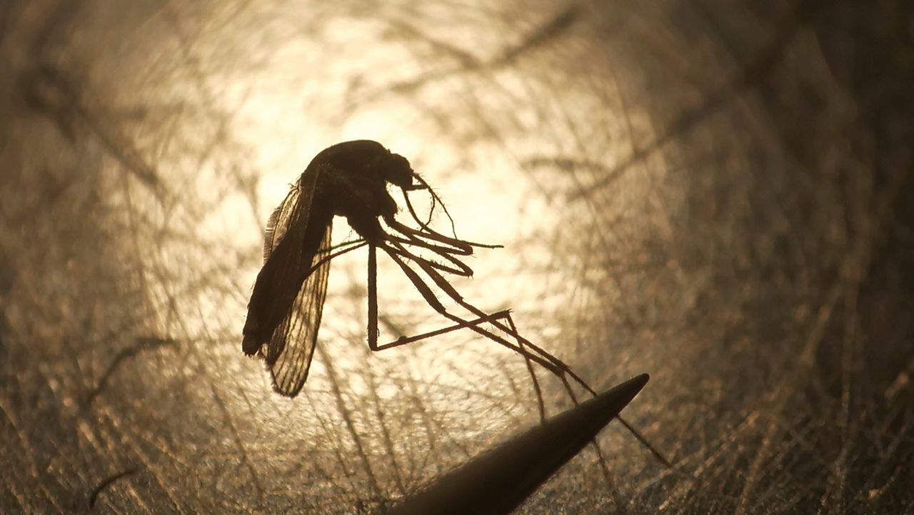 In this Aug. 26, 2019, file photo, Salt Lake City Mosquito Abatement District biologist Nadja Reissen examines a mosquito in Salt Lake City.  (AP Photo/Rick Bowmer)