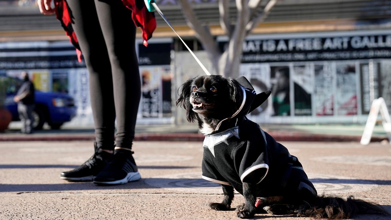 Black sales dog adoption