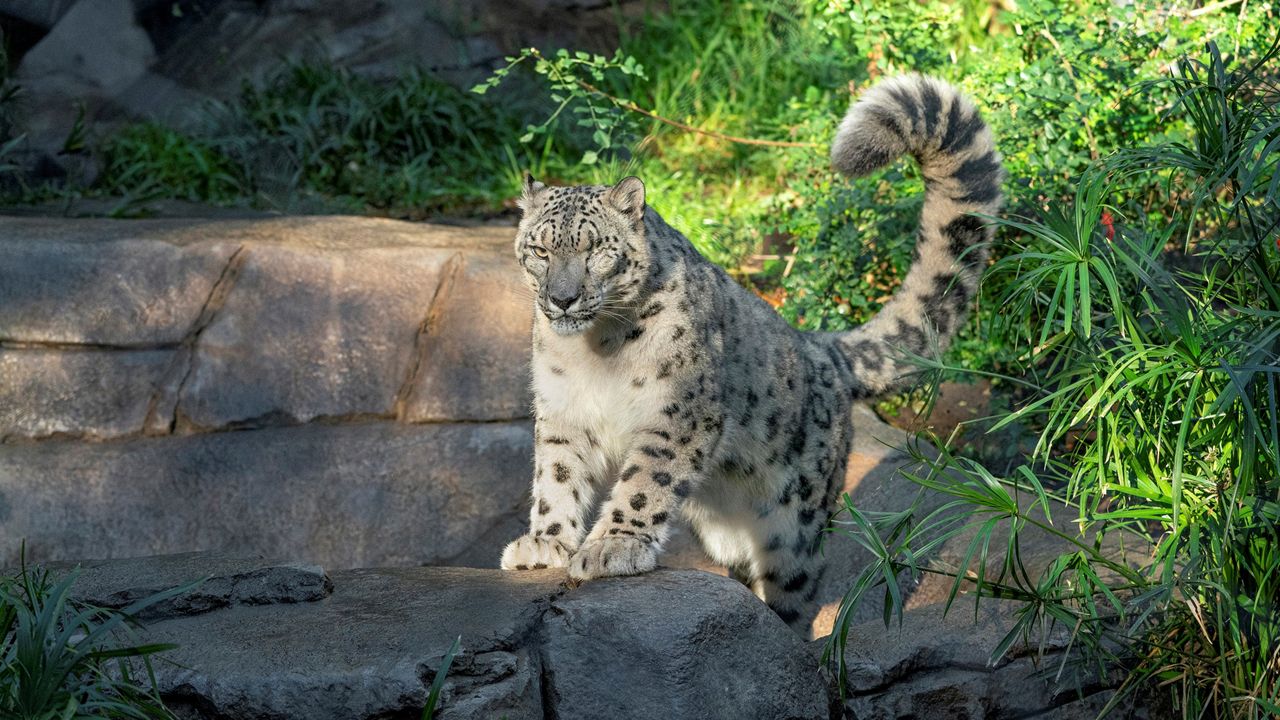 This Oct. 17. 2018, photo shows Ramil, a male snow leopard tested for the coronavirus after caretakers noticed that he had a cough and runny nose on Thursday at the San Diego Zoo in San Diego. (San Diego Zoo Wildlife Alliance via AP)
