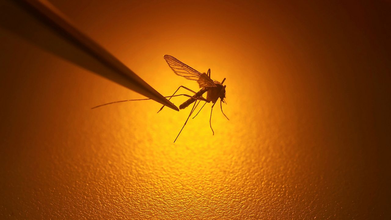 In this Aug. 26, 2019, file photo, Salt Lake City Mosquito Abatement District biologist Nadja Reissen examines a mosquito in Salt Lake City. (AP Photo/Rick Bowmer)