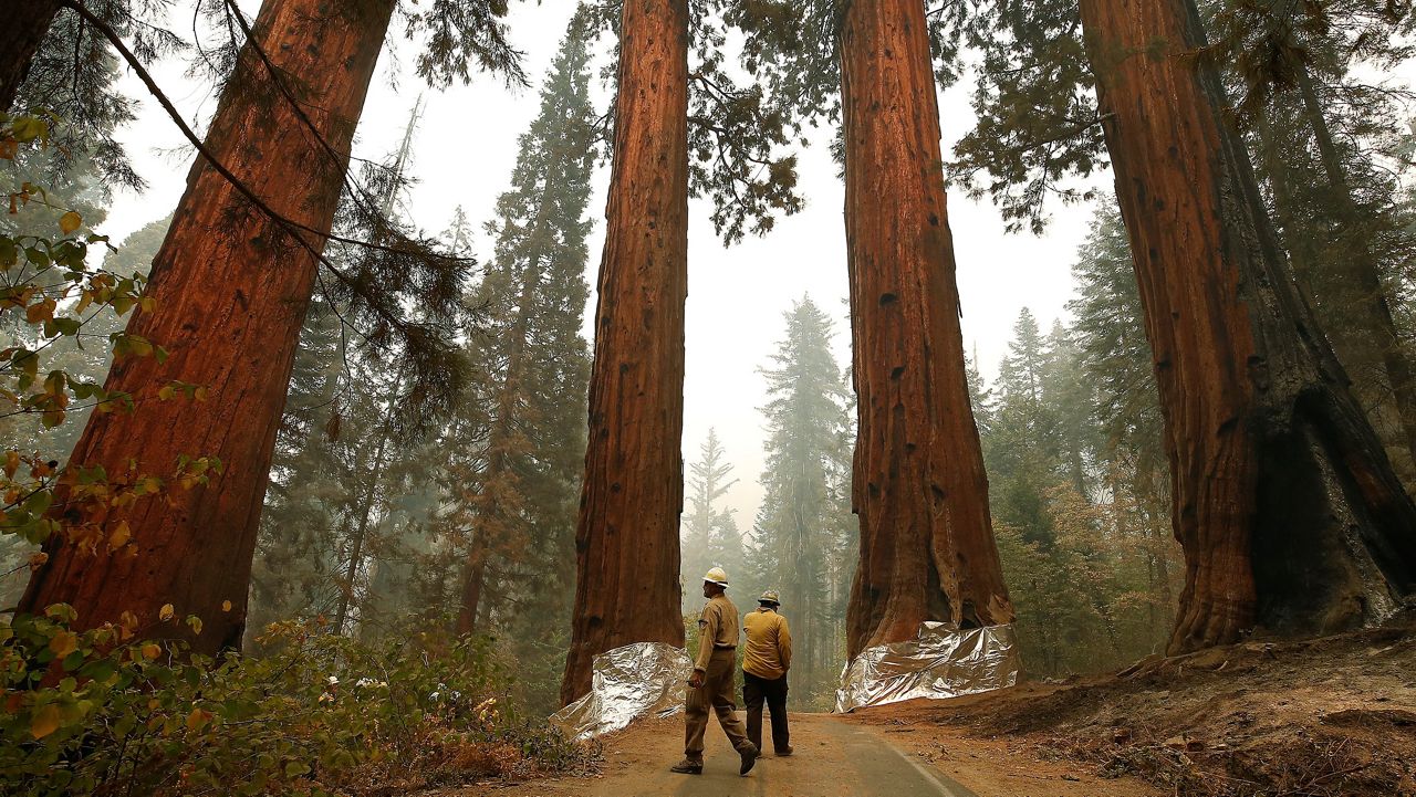 Ed Christopher, left, Deputy Fire Director at U.S. Fish and Wildlife Service, looks over the Four Guardsmen Wednesday at the entrance to General Sherman at Sequoia National Park, Calif. The Four Guardsmen were wrapped by structure wrap to protect them from fires along with General Sherman. (AP Photo/Gary Kazanjian)