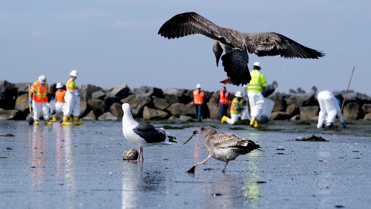Birds are seen as workers in protective suits clean the contaminated beach Wednesday after an oil spill in Newport Beach, Calif. (AP Photo/Ringo H.W. Chiu)