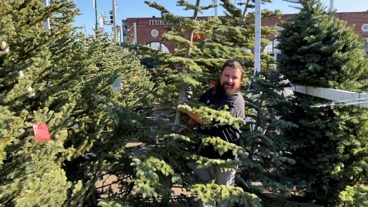 Chris Courchaine carries a Christmas tree he bought Friday at Crystal River Christmas Trees in Alameda, Calif. Extreme weather and supply chain disruptions have reduced supplies of both real and artificial trees this season.  (AP Photo/Terry Chea)