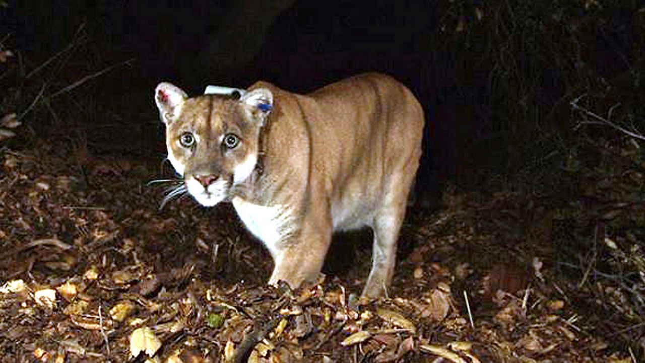 This Nov. 2014 file photo provided by the U.S. National Park Service shows a mountain lion known as P-22, photographed in the Griffith Park area near downtown Los Angeles. (U.S. National Park Service, via AP)