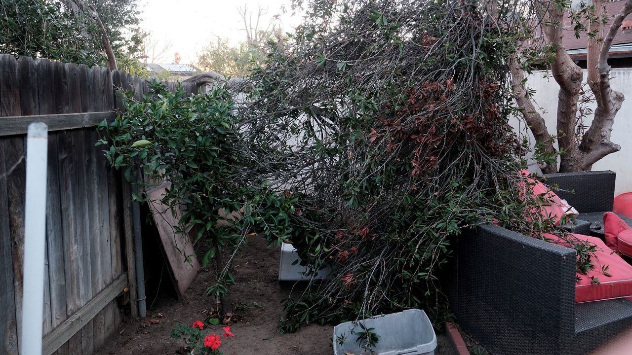 A fallen tree leans on a home Saturday after strong winds in Los Angeles. The Santa Ana winds brought downed trees, powerlines and other debris. (AP Photo/Richard Vogel)