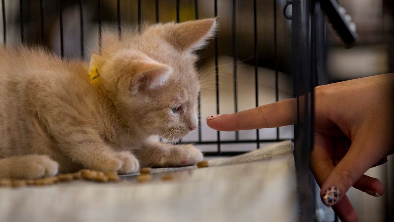 sad cats in shelters