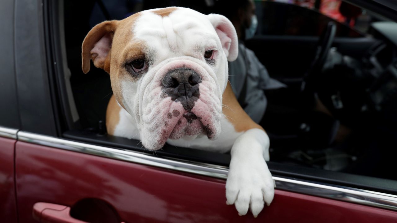 dog looking out passenger window of car