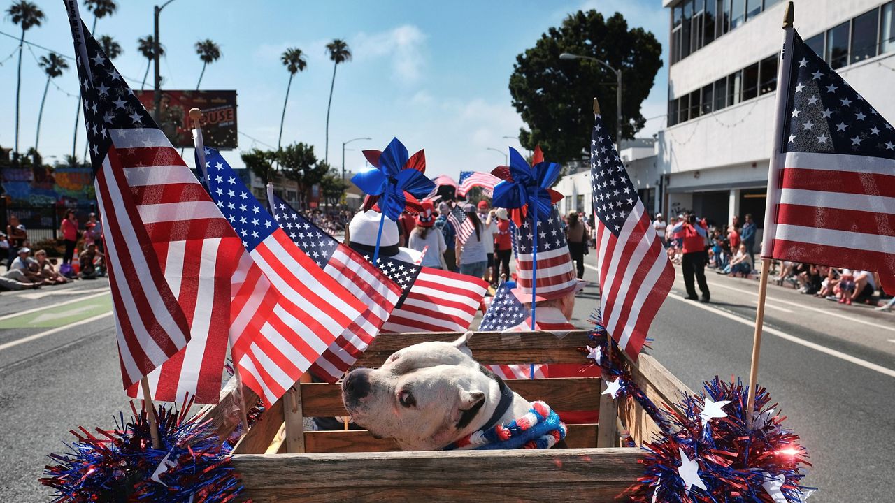 In this July 4, 2017, file photo, Jasper rides in the back of an electric vehicle surrounded by American flags during the 4th of July parade in Santa Monica, Calif. (AP Photo/Richard Vogel)