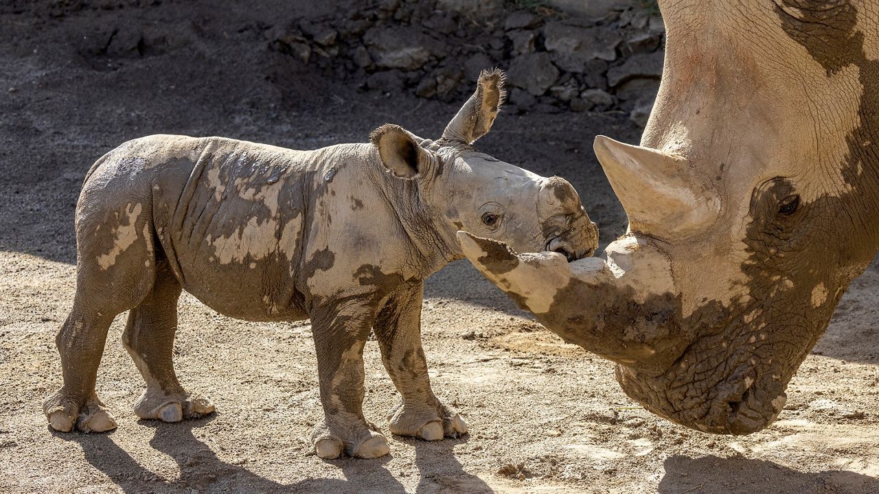 In this Aug. 12, 2022, photo provided by the San Diego Zoo Wildlife Alliance, a male southern white rhino calf stands with his mother after playing in a mud wallow at Nikita Kahn Rhino Rescue Center at the San Diego Zoo Safari Park. (Ken Bohn/San Diego Zoo Wildlife Alliance via AP)