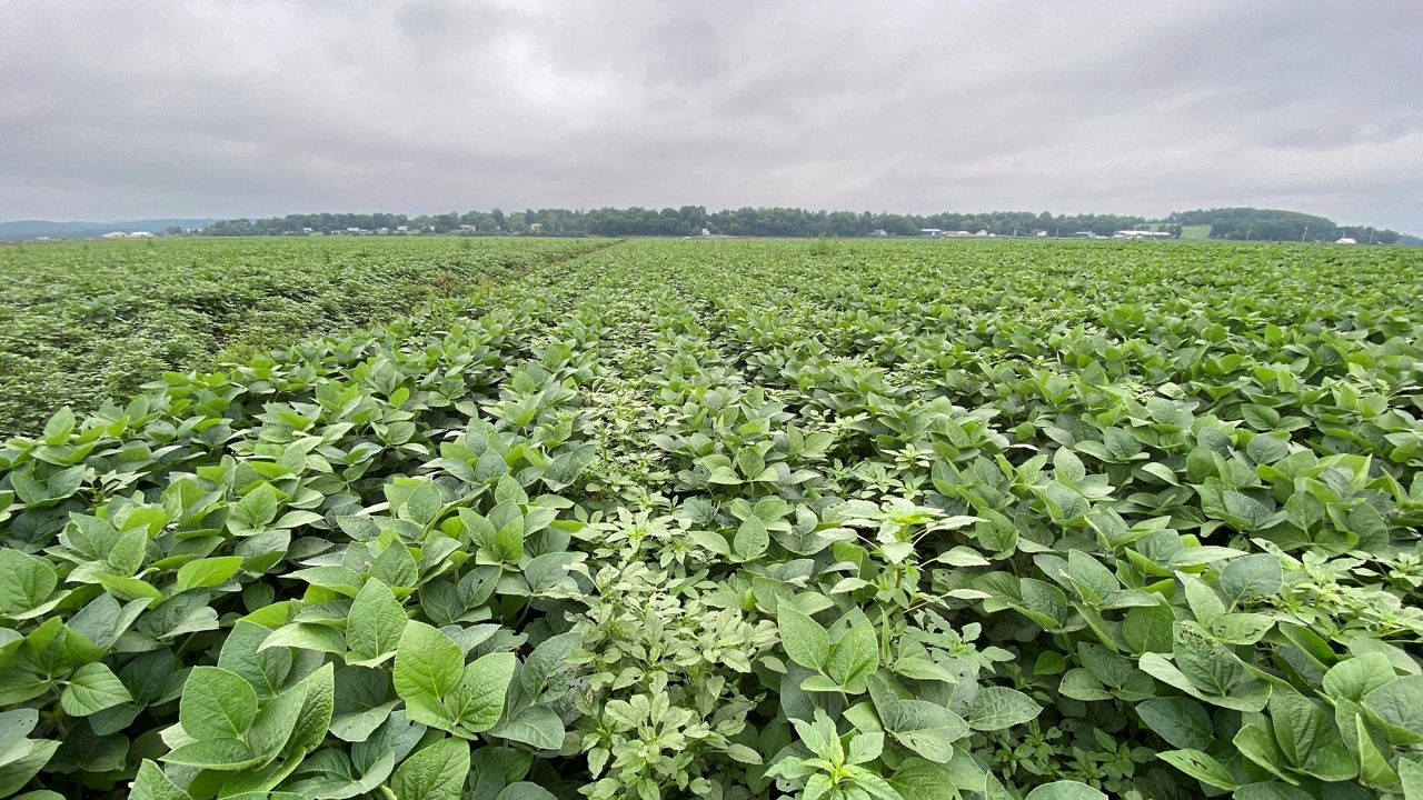 Palmer amaranth