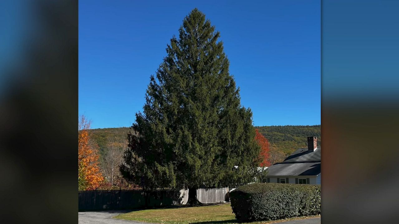 The 2024 Rockefeller Center Christmas tree. 