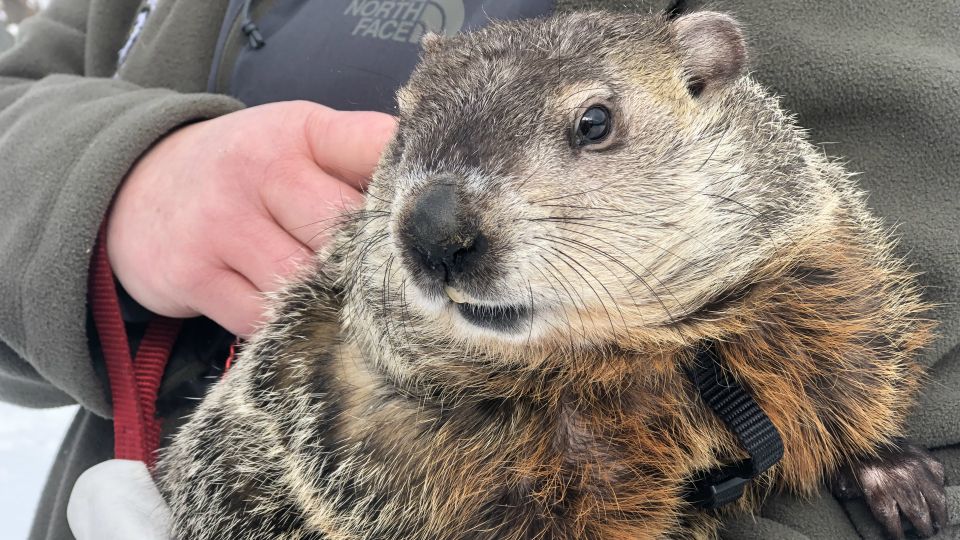 How Western New York Preps for Groundhog Day