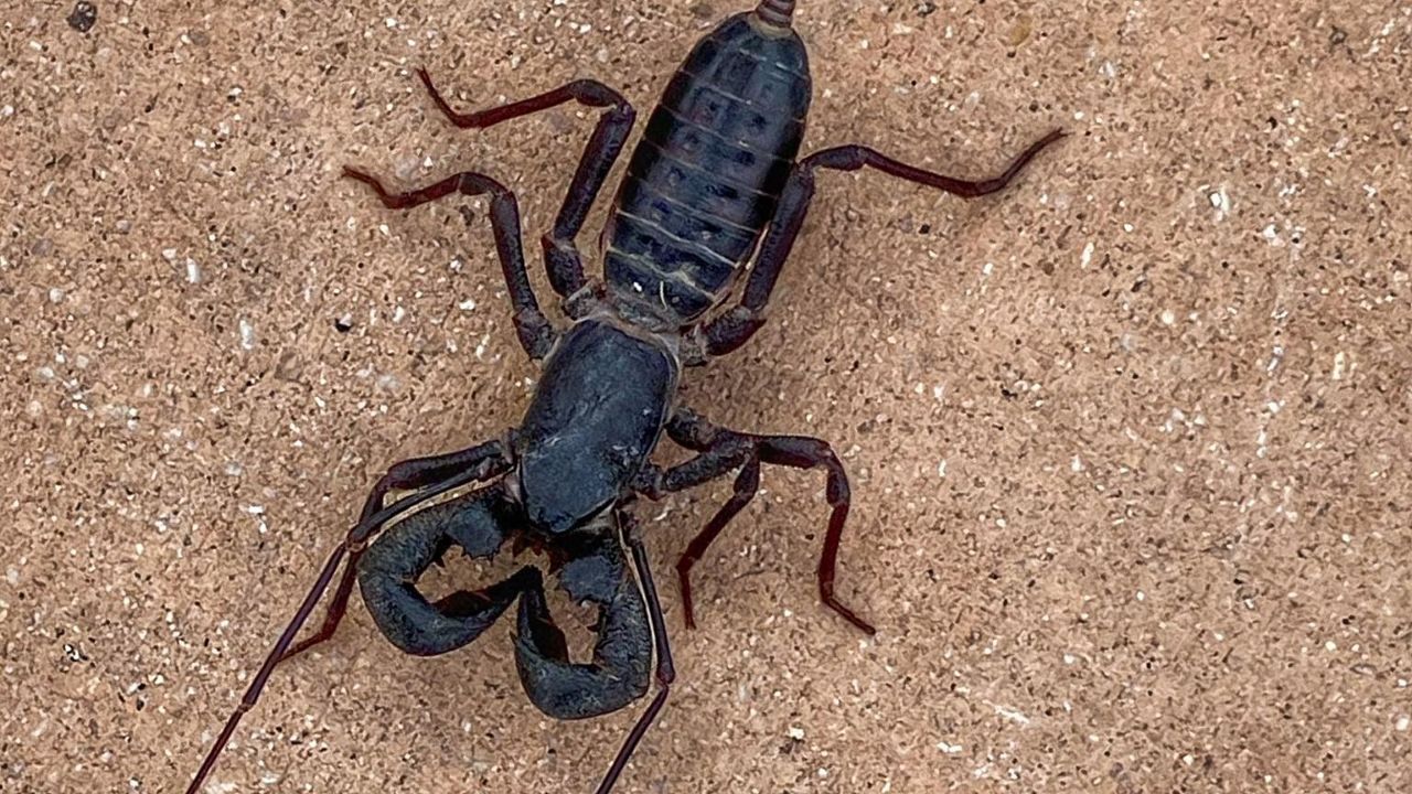 A vinegaroon appears in this undated image. (Courtesy: Big Bend National Park)