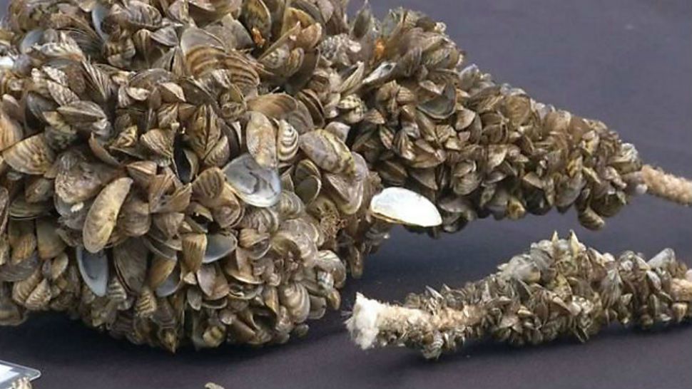 File photo of zebra mussels. 
