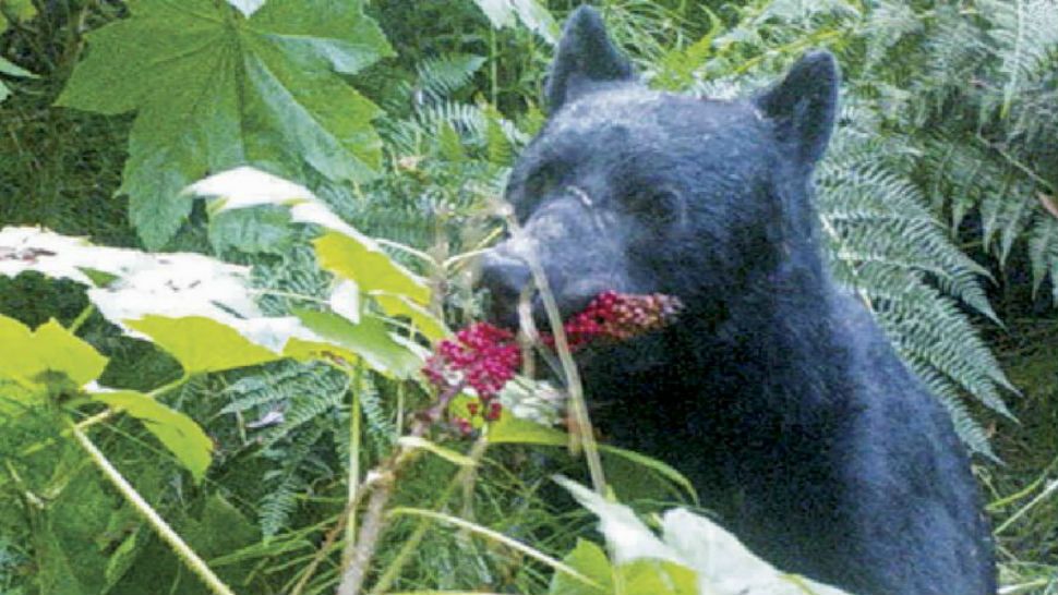 In this 2014 image from a remote camera trap provided by Taal Levi, a black bear eats devil's cub berries near Haines, Alaska. A study of bears and berries has determined that the big animals are the main dispersers of fruit seeds in southeast Alaska. The study by Oregon State University researchers says it's the first instance of a temperate plant being primarily dispersed by mammals through their excrement rather than by birds. (Taal Levi and Laurie Harrer via AP)