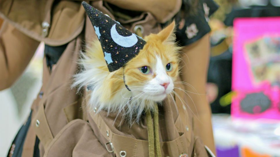 A blonde and white long-haired cat in a brown backpack wearing a wizard hat. Image/POP Cats