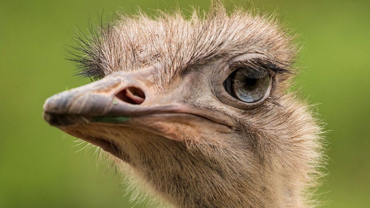 he N.C. Zoo announced this weekend that the 19-year-old ostrich named Pearl was euthanized on Wednesday.  (Credit: Nat Geo WILD | North Carolina Zoo)